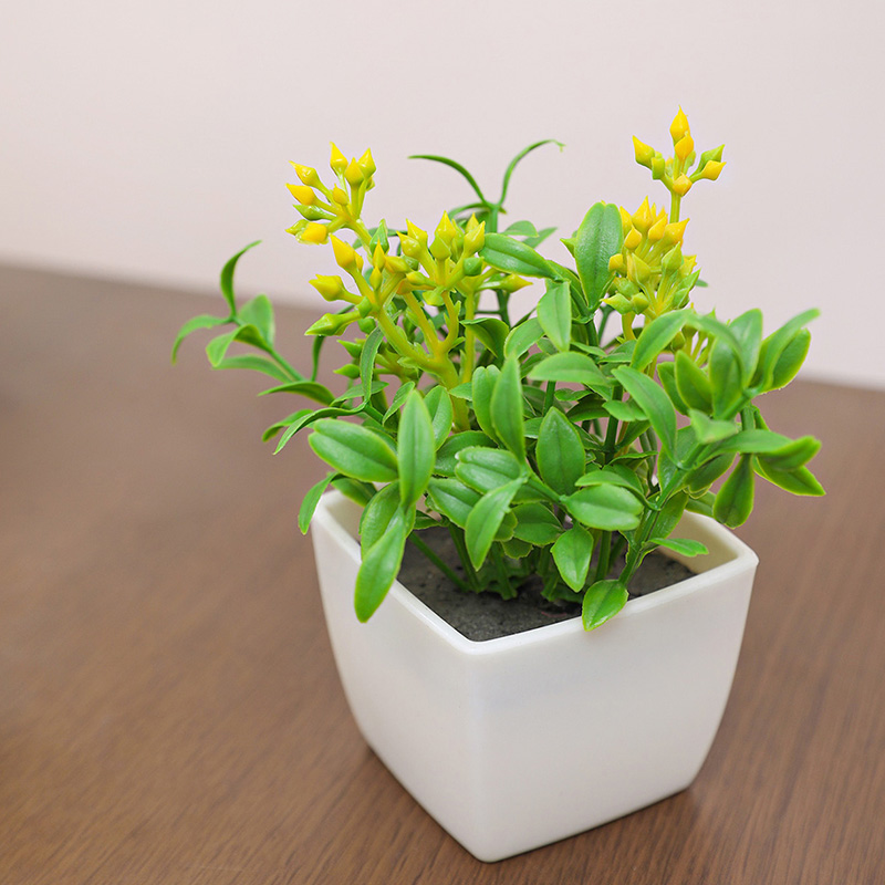 Las pequeñas plantas en maceta - Baby Bookshelf Small reseña y precio